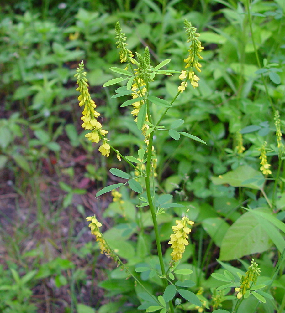 yellow sweet clover